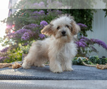 Small #1 Poovanese