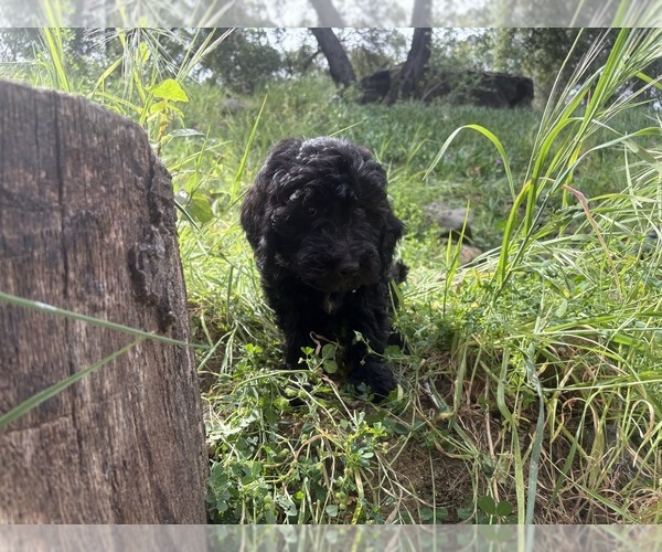 Medium Photo #4 Goldendoodle Puppy For Sale in VALLEY CENTER, CA, USA