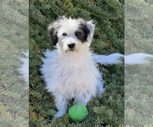 Medium Photo #5 Mutt Puppy For Sale in Corona, CA, USA