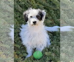 Small #4 Mutt