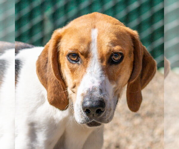 Medium Photo #2 Mutt Puppy For Sale in Hilton Head, SC, USA
