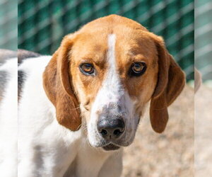 Kevin - Male Mutt Dog for Adoption - Photo #2