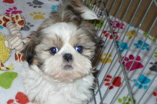 Shih Tzu Puppy for sale in TUCSON, AZ, USA
