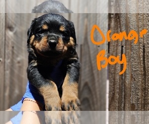 Rottweiler Puppy for sale in SACRAMENTO, CA, USA