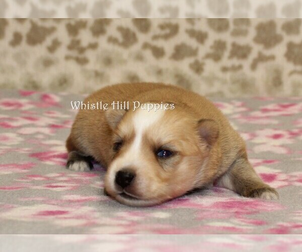 Medium Photo #3 Pomsky Puppy For Sale in DENVER, PA, USA