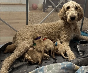 Goldendoodle Litter for sale in COLERAIN, NC, USA