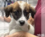 Small #1 Spaniel Mix
