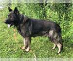 Small Photo #1 German Shepherd Dog Puppy For Sale in NEWVILLE, PA, USA