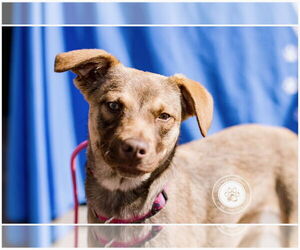Spritz - Female Beagle-Unknown Mix Dog for Adoption - Photo #2