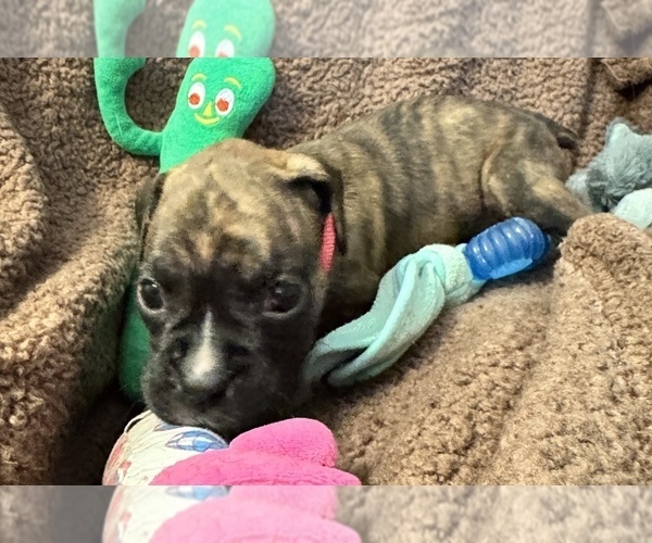 Medium Photo #5 Boxer Puppy For Sale in LANSING, MI, USA