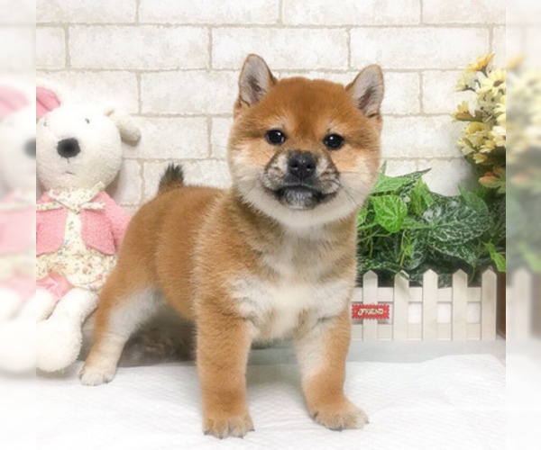 Medium Photo #2 Shiba Inu Puppy For Sale in NEW YORK, NY, USA