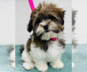 Havanese Puppy for sale in CINCINNATI, OH, USA
