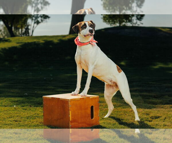 Medium Photo #2 Treeing Walker Coonhound Puppy For Sale in Chandler, AZ, USA