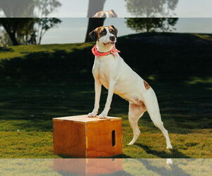 LAUREL - Female Treeing Walker Coonhound Dog for Adoption - Photo #2
