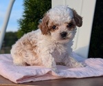 Small Photo #63 Cavapoo (Miniature) Puppy For Sale in GOSHEN, IN, USA