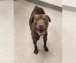 Small American Pit Bull Terrier-Labrador Retriever Mix