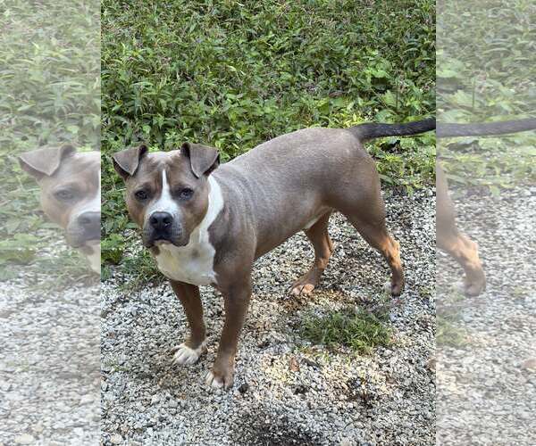 Medium Photo #1 American Staffordshire Terrier-Bulldog Mix Puppy For Sale in Frenchburg, KY, USA