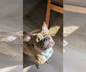 Medium American Pit Bull Terrier Mix