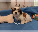 Puppy Cody Soft Coated Wheaten Terrier