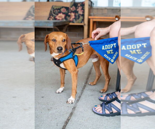 Medium Photo #5 Mutt Puppy For Sale in Mundelein, IL, USA