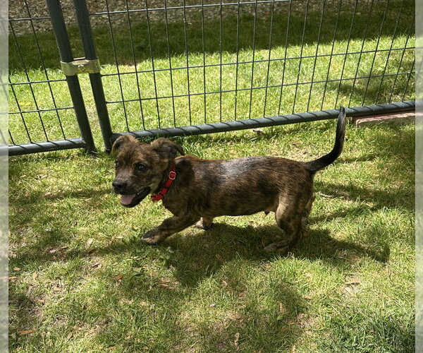 Medium Photo #1 Colonial Cocker Spaniel-Unknown Mix Puppy For Sale in Gloversville, NY, USA
