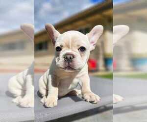 French Bulldog Puppy for sale in PORTER RANCH, CA, USA