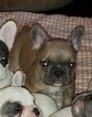 Small #6 French Bulldog