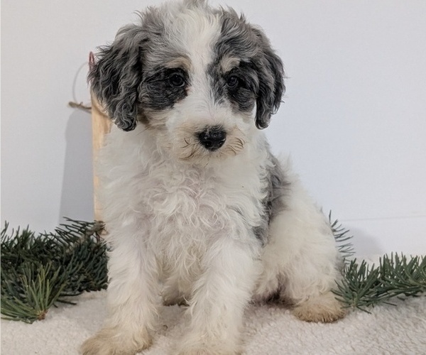 Medium Photo #56 Schnoodle (Miniature) Puppy For Sale in GOSHEN, IN, USA