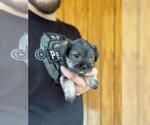 Small Photo #3 Schnauzer (Miniature) Puppy For Sale in SPENCER, TN, USA