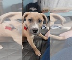 Small Mutt