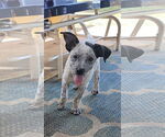 Small #1 Mutt