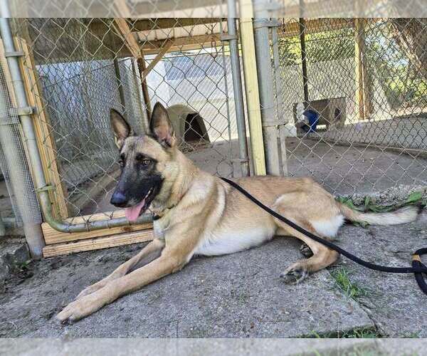 Medium Photo #2 Mutt Puppy For Sale in Abbeville, LA, USA