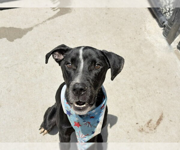 Medium Photo #2 Mutt Puppy For Sale in Tulsa, OK, USA