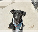 Small #1 Mutt