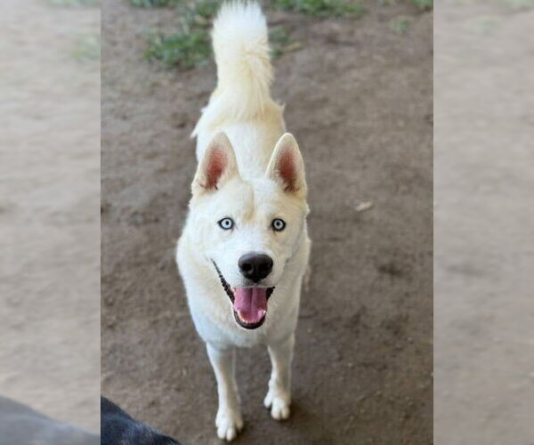 Medium Photo #1 Siberian Husky Puppy For Sale in Riverside, CA, USA