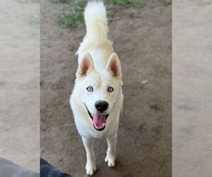 Siberian Husky Dogs for adoption in Riverside, CA, USA