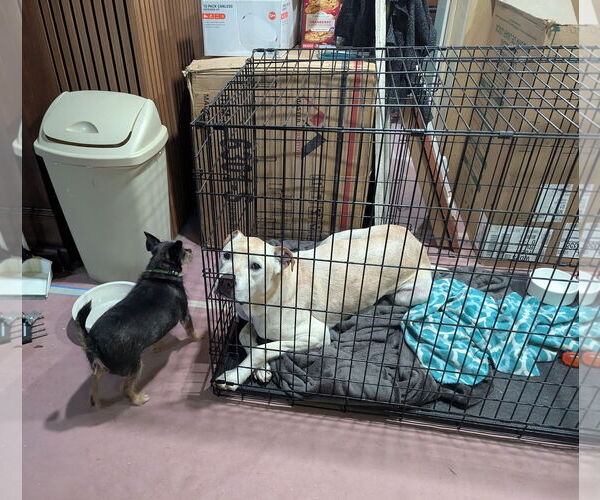 Medium Photo #3 Great Dane-Labrador Retriever Mix Puppy For Sale in Maryville, TN, USA