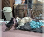 Small #2 Great Dane-Labrador Retriever Mix