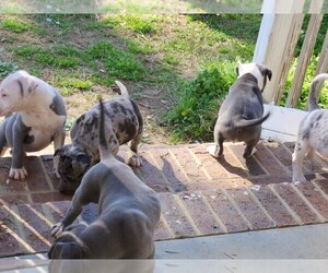 American Staffordshire Terrier Puppy for sale in ROCKINGHAM, NC, USA