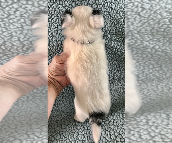 Medium Photo #3 Chihuahua Puppy For Sale in NEWVILLE, PA, USA