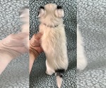 Small #2 Chihuahua
