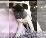 Small Photo #3 Akita Puppy For Sale in ORCUTT, CA, USA