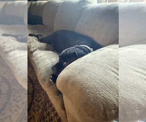 Mother of the Cane Corso puppies born on 01/05/2026