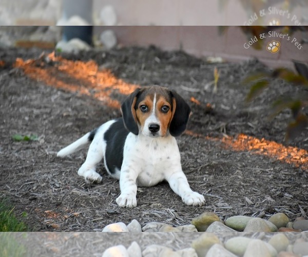 Medium Photo #1 Beagle Puppy For Sale in BEAVER CREEK, OH, USA
