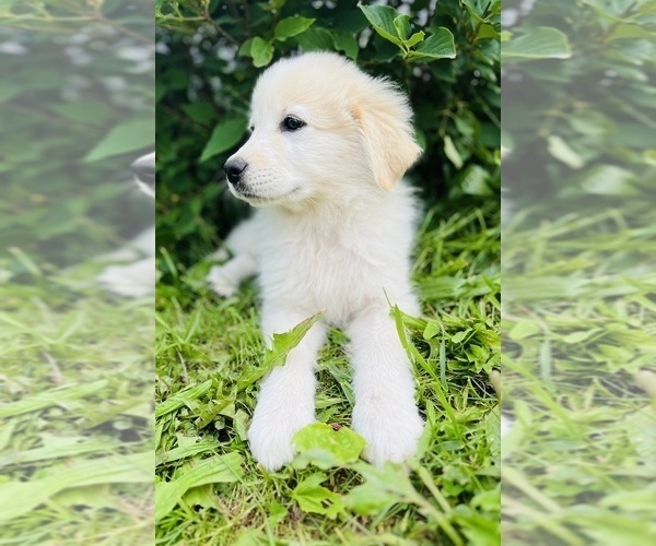 Medium Photo #3 Maremma Sheepdog Puppy For Sale in CONNEAUT, OH, USA
