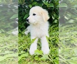 Small #2 Maremma Sheepdog