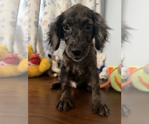 Medium Photo #35 Cockapoo (Miniature) Puppy For Sale in DURHAM, CT, USA
