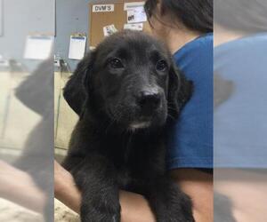 Labrador Retriever-Unknown Mix Dogs for adoption in Riverside, CA, USA