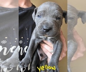 American Bully-Cane Corso Mix Puppy for sale in CHICORA, PA, USA