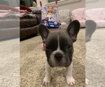 Small Photo #20 French Bulldog Puppy For Sale in HIGHLAND VILLAGE, TX, USA